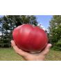Tomato 'Bear Claw' Seeds (Certified Organic)