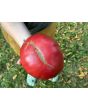 Tomato 'Bear Claw' Seeds (Certified Organic)