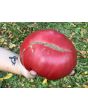 Tomato 'Bear Claw' Seeds (Certified Organic)