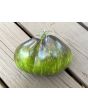 Tomato 'Rebel Starfighter VT16' Seeds