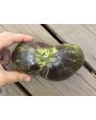 Tomato 'Rebel Starfighter VT16' Seeds