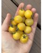 Tomato 'Seven Dwarfs' Seeds (Naturally Grown)