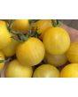 Tomato 'Seven Dwarfs' Seeds (Naturally Grown)