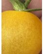 Tomato 'Seven Dwarfs' Seeds (Naturally Grown)