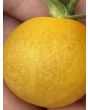 Tomato 'Seven Dwarfs' Seeds (Naturally Grown)