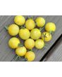 Tomato 'Seven Dwarfs' Seeds (Naturally Grown)