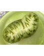 Tomato 'Rebel Starfighter VT16' Seeds