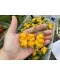 Hot Pepper 'Goronong' Seeds