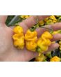 Hot Pepper 'Goronong' Seeds