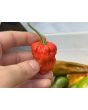 Hot Pepper 'Naga Morich' Seeds