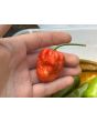 Hot Pepper 'Naga Morich' Seeds