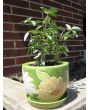 Basil 'Thai'