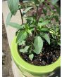 Basil 'Thai'