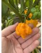 Hot Pepper '7 Pot Yellow' Seeds