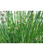 Chives, Common