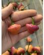 Hot Pepper ‘Purple UFO’ Seeds