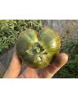 Tomato 'Sailor's Luck' Seeds
