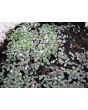 Columbine Mix 