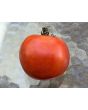 Tomato 'Mule Team' Seeds