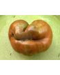 Dwarf Tomato 'Tasmanian Chocolate' Seeds