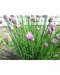 Chives, Common