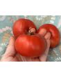 Tomato 'Rutgers' Seeds