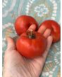Tomato 'Rutgers' Seeds