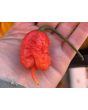 Hot Pepper ‘Carolina Reaper' Seeds 