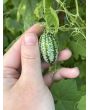 'Melinda's Mini Blue Popcorn' Corn Seeds