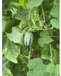'Melinda's Mini Blue Popcorn' Corn Seeds