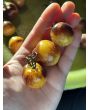 Tomato 'Blue Sun' Seeds