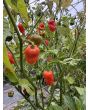Sweet Pepper 'Arroz Con Pollo' Seeds