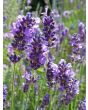 Lavender 'Vera'