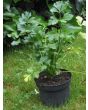 Leaf Celery 'Verde da Taglio' 