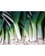 Leek 'Large American Flag'