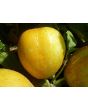 Cucumber 'Lemon'