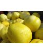 Cucumber 'Lemon'