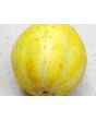 Cucumber 'Lemon'