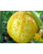 Cucumber 'Lemon'