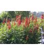 Cardinal Flower Seeds (Certified Organic)