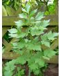 Lovage