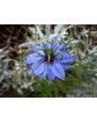 Love-in-a-Mist 'Miss Jekyll Blue' Seeds (Certified Organic)