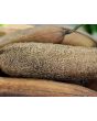Gourd 'Sponge Luffa'