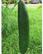 Gourd 'Sponge Luffa'