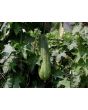 Gourd 'Sponge Luffa'