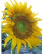 Sunflower 'Mammoth Grey Stripe'
