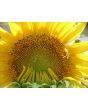 Sunflower 'Mammoth Grey Stripe'