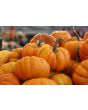 Pumpkin 'Jack Be Little'