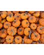 Pumpkin 'Jack Be Little'