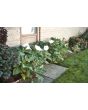 Datura AKA Devil's Trumpet 'Evening Fragrance' 